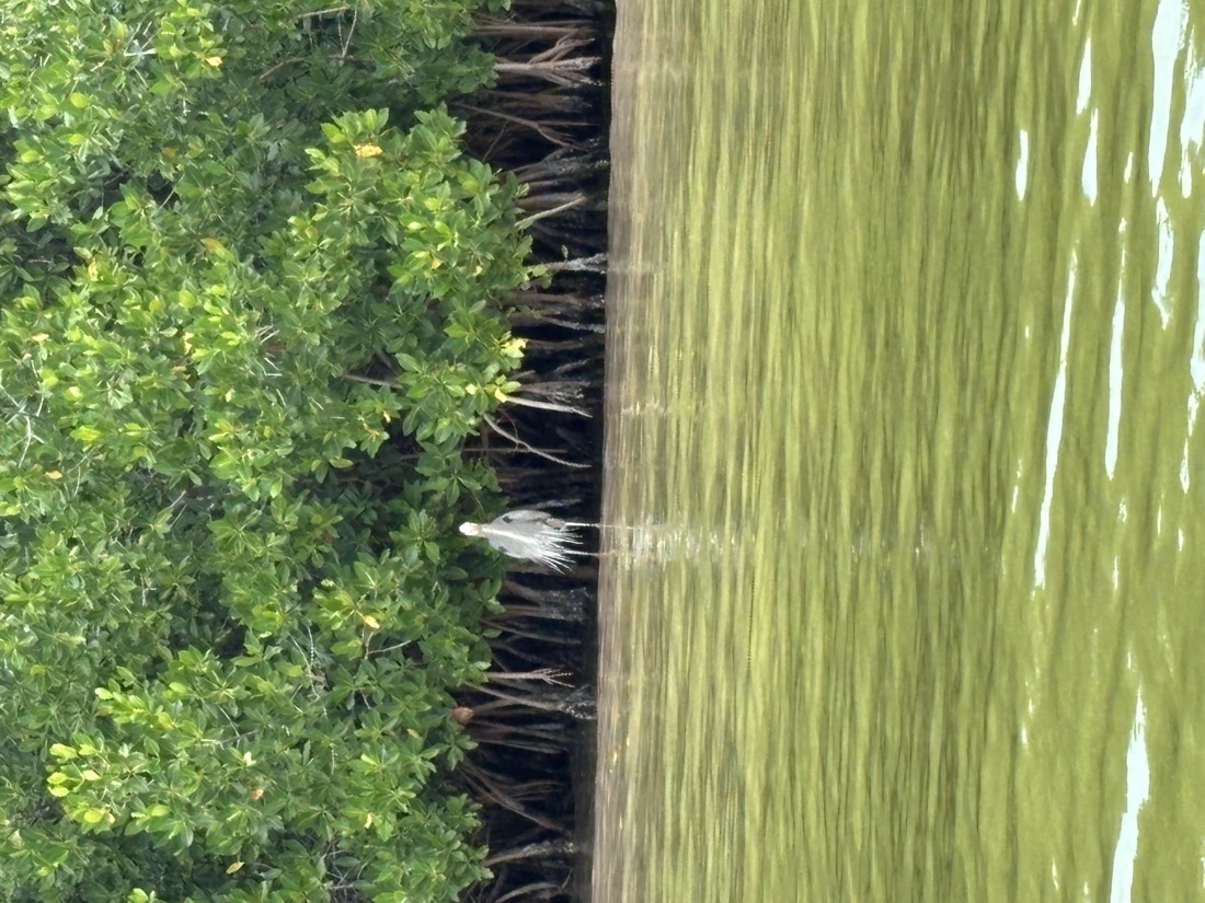 Manglares verdes junto al agua