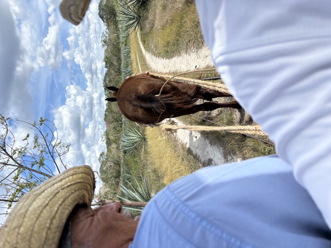 Caballo y campo abierto en un rancho