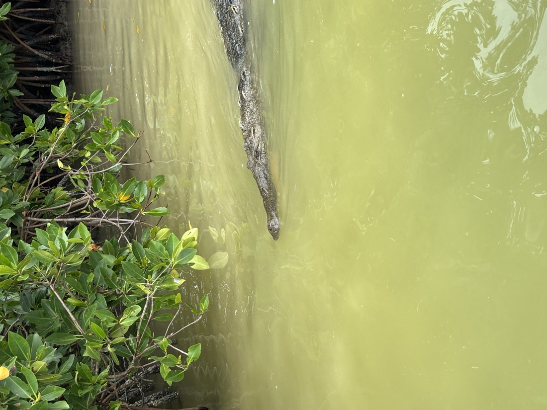 Cocodrilo asomando en el agua de un manglar