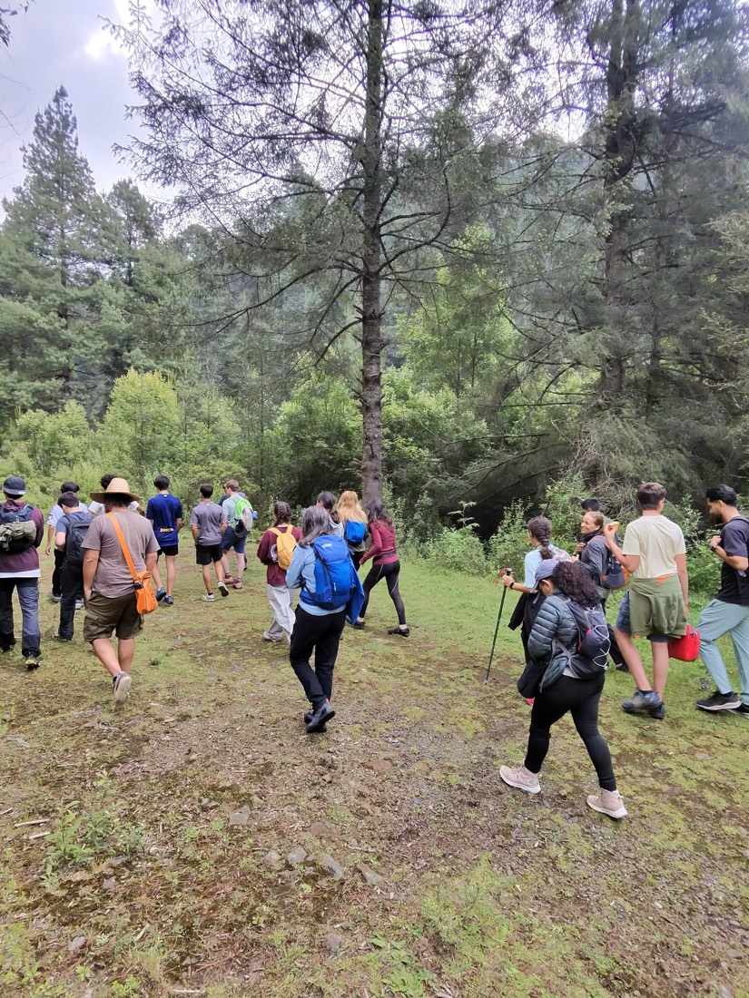 Grupo caminando por un sendero en un bosque de pinos