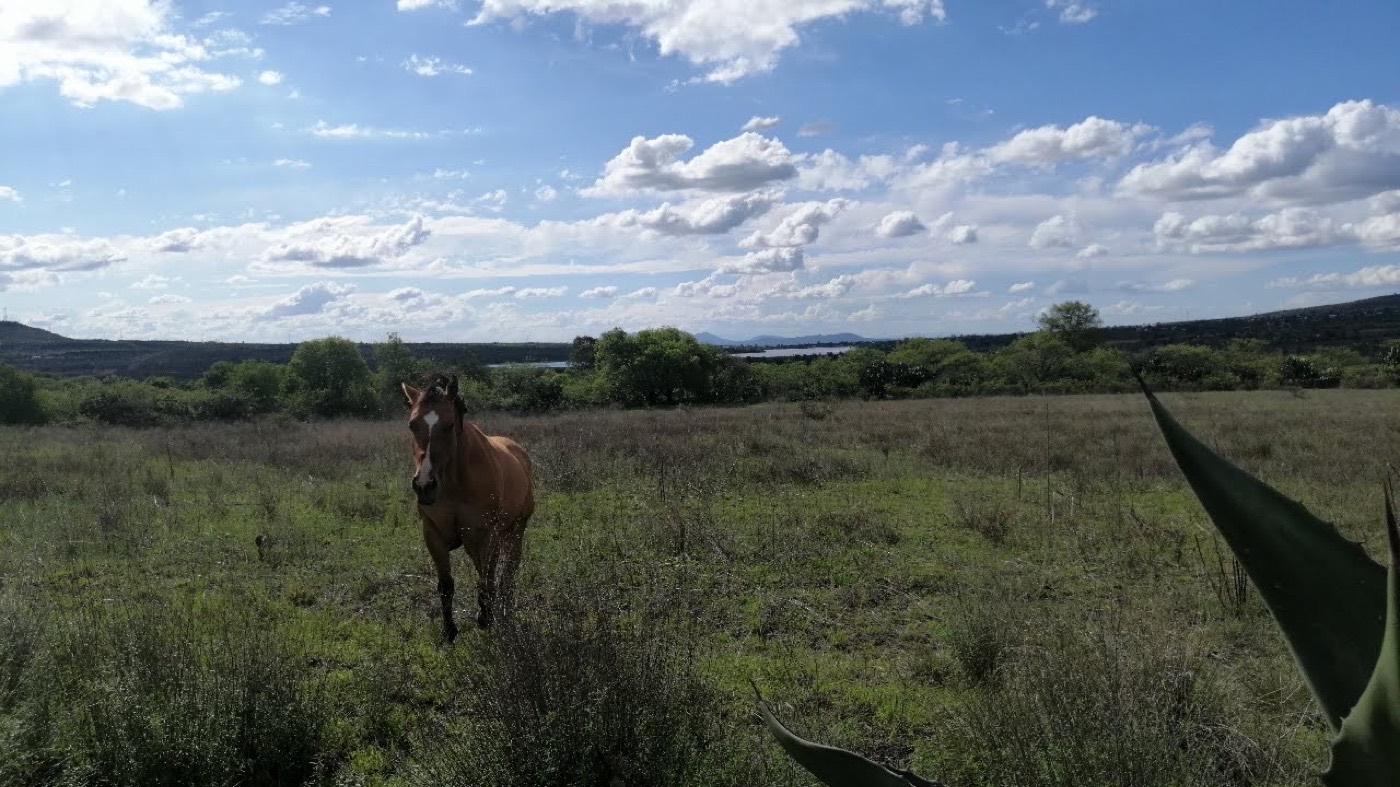 Caballo en el horizonte del rancho