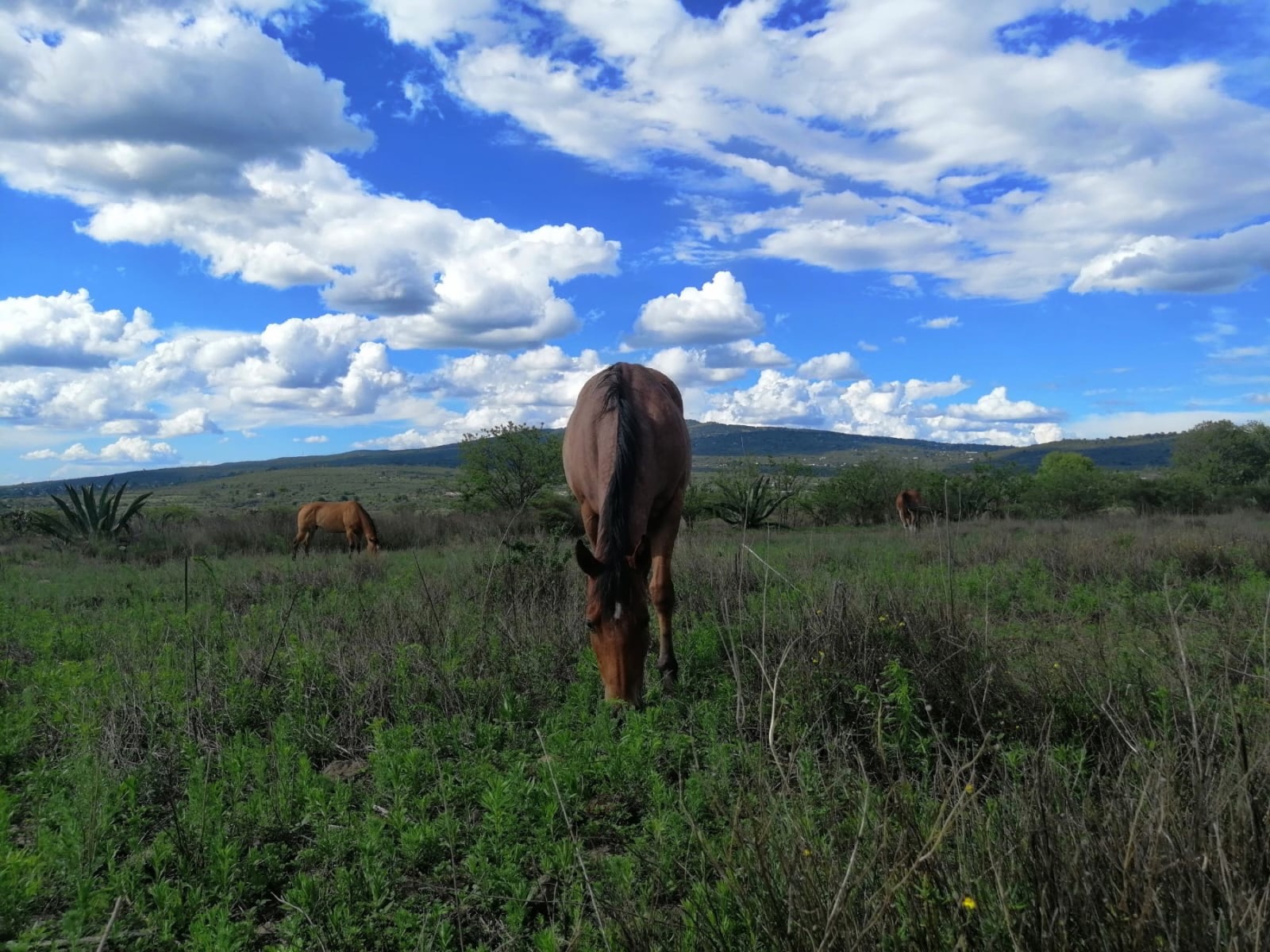 Caballos pastando en el campo del rancho