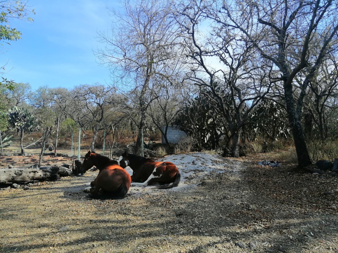 Caballos descansando