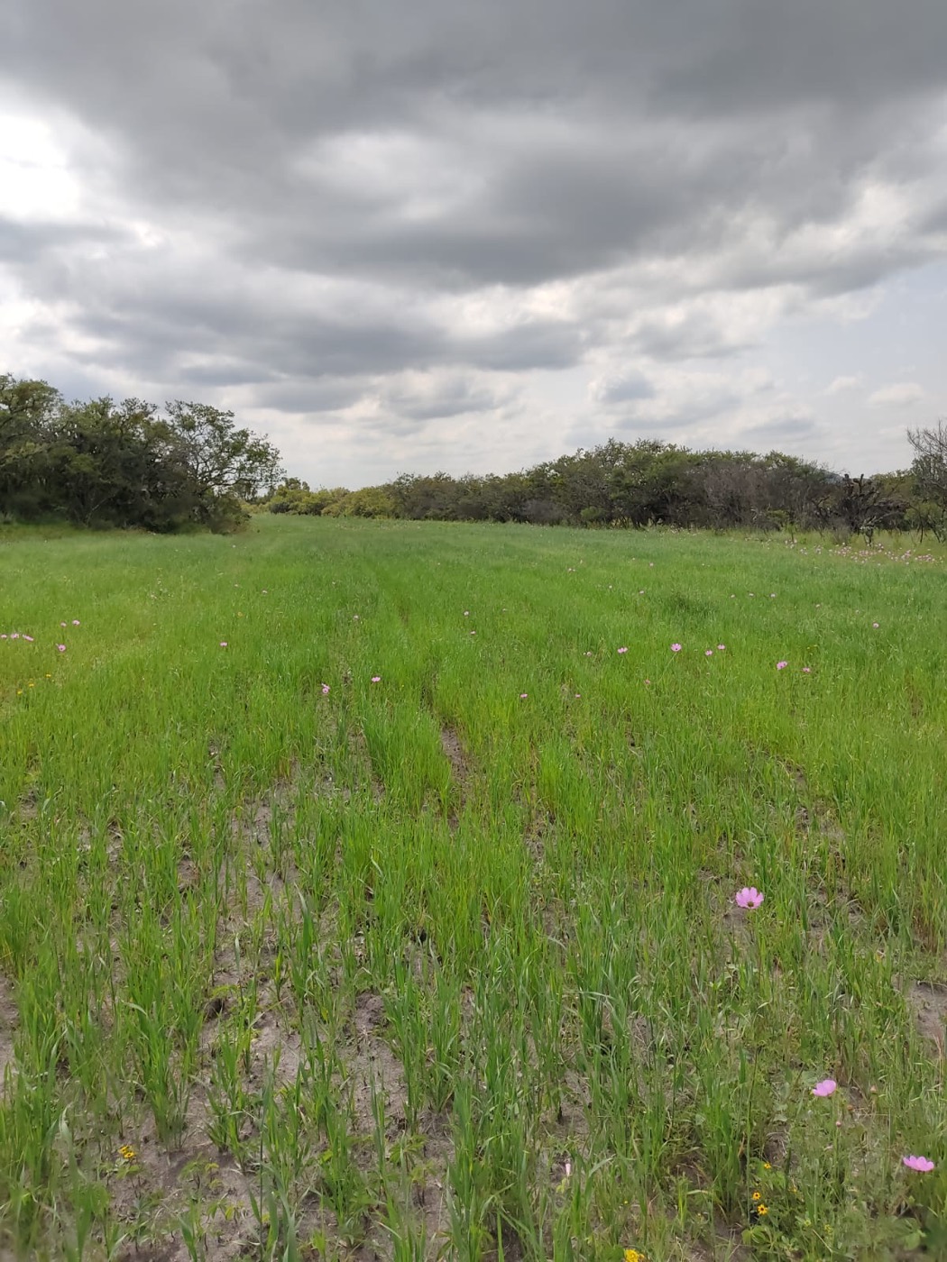 Campo del rancho bajo nubes